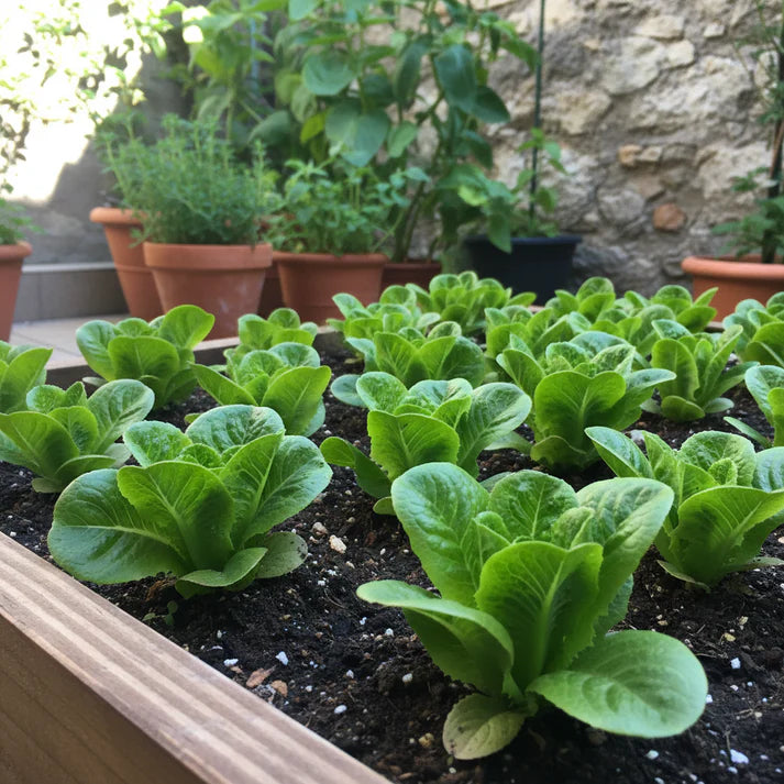 Lettuce Little Gem Seeds for Home Garden