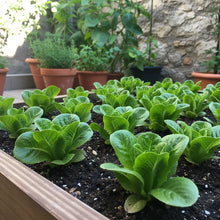 Lettuce Little Gem Seeds for Home Garden