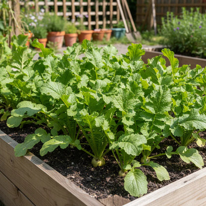Mooli Minowase Radish Seeds for Planting