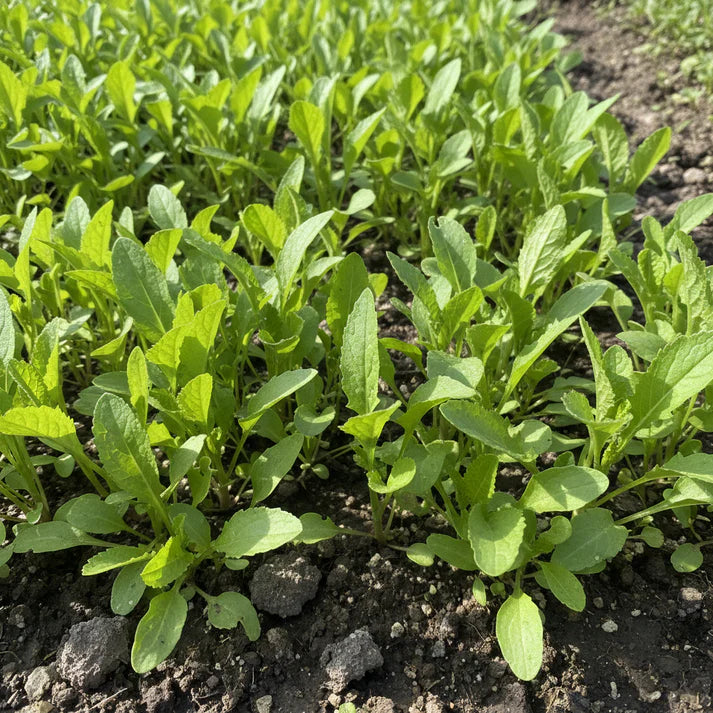 Garden’s Delight Mustard Leaf Seeds for Planting – Leafy Greens for Home Garden