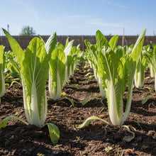 Napa Cabbage Seeds for Planting