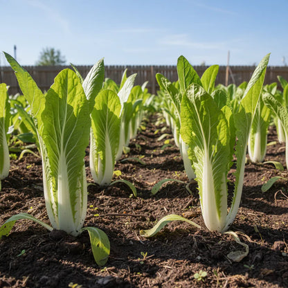 Napa Cabbage Seeds for Planting