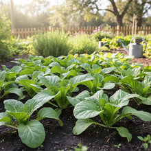 Chinese Cabbage Wong Bok Seeds for Home Garden