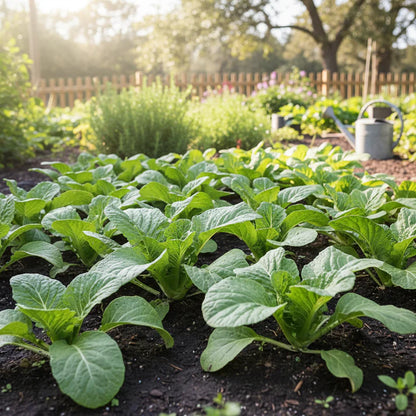 Chinese Cabbage Wong Bok Seeds for Home Garden