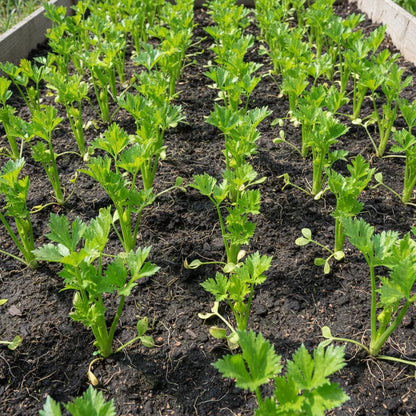 Green Celery Seeds for Planting