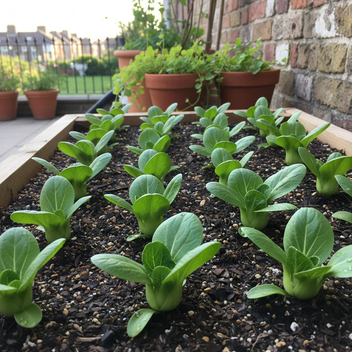 Pak Choi Goku F1 Seeds for Home Garden
