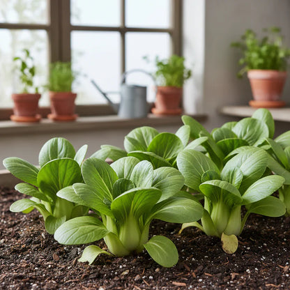 Pak Choi Red F1 Seeds for Planting