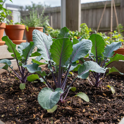 Purple Broccoli Heirloom Seeds for Home Garden
