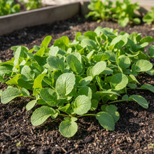 Radish Globe Sparkler Seeds for Planting