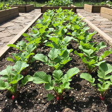 Pink Radish Seeds for Fast Growing Root Harvests