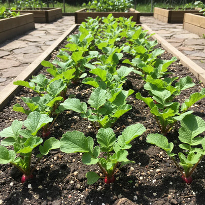 Pink Radish Seeds for Fast Growing Root Harvests