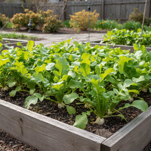 Radish Diana Vegetable Seeds for Planting