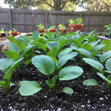 French Breakfast Radish Seeds for Planting