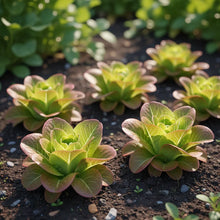Organic Red Salad Bowl Lettuce Seeds