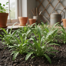 Rocket Salad Seeds for Planting (Eruca sativa)
