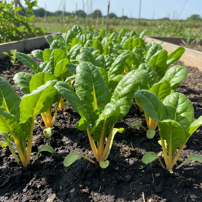 Organic Swiss Chard Rainbow Mix Seeds for Planting – Colorful Leafy Greens for Home Gardens