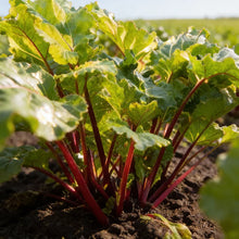 Glaskins Perpetual Rhubarb Seeds