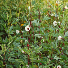 Gongura Seeds for Planting