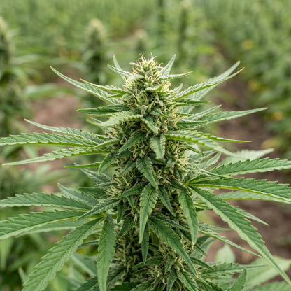Oil Hemp Seeds (Cannabis sativa) – Industrial Hemp Seeds