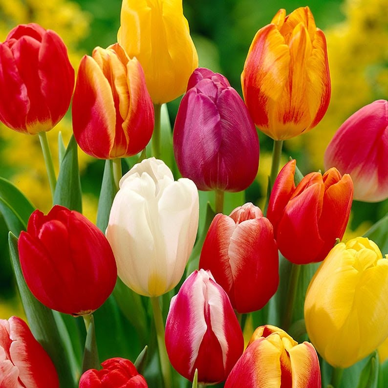 Rainbow Color Tulip Bulbs for Planting – Spring Bloom Garden Bulbs