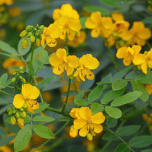Cassia Occidentalis Seeds – Ornamental Flowering Shrub Seeds