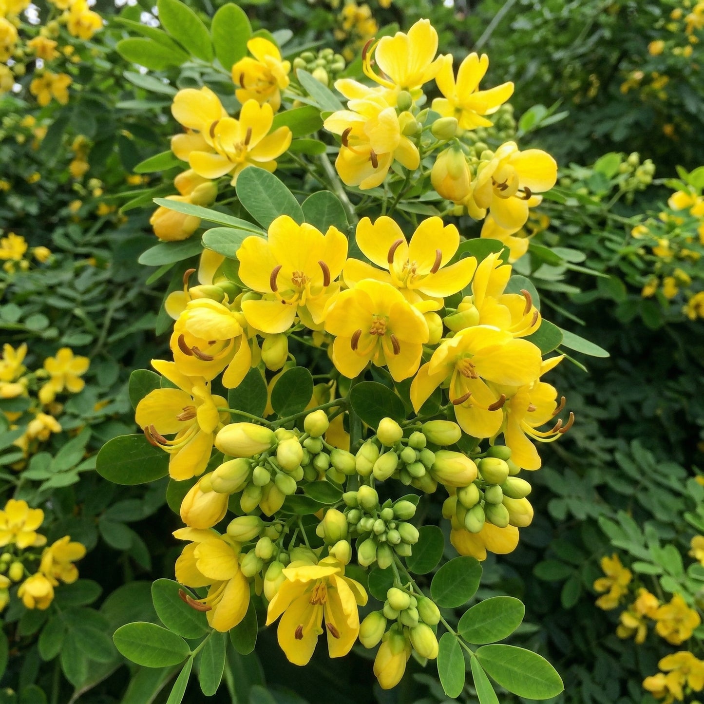 Cassia Occidentalis Seeds – Ornamental Flowering Shrub Seeds
