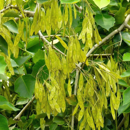 Dalbergia Odorifera Seeds – Yellow Rosewood Scented Ornamental Tree Seeds