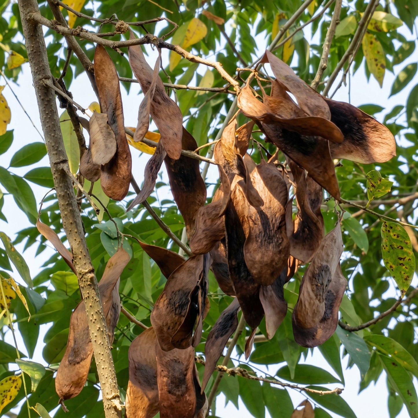Dalbergia Odorifera Seeds – Yellow Rosewood Scented Ornamental Tree Seeds