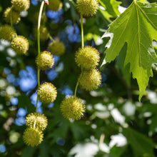 American Sycamore Tree Seeds Platanus occidentalis – Heirloom Shade Tree Seeds