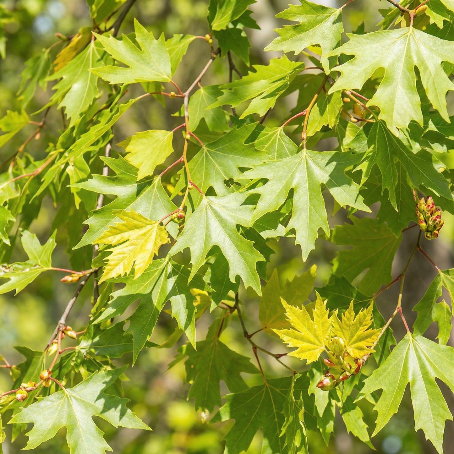 American Sycamore Tree Seeds Platanus occidentalis – Heirloom Shade Tree Seeds