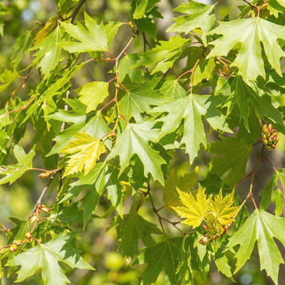 American Sycamore Tree Seeds Platanus occidentalis – Heirloom Shade Tree Seeds