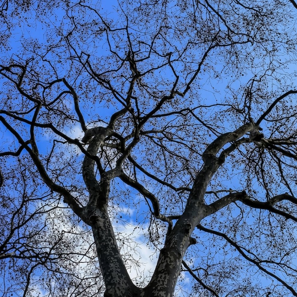 American Sycamore Tree Seeds Platanus occidentalis – Heirloom Shade Tree Seeds