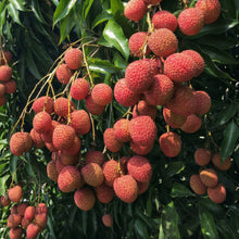 Lychee Seeds – Tropical Litchi Fruit Tree Seeds for Outdoor Planting
