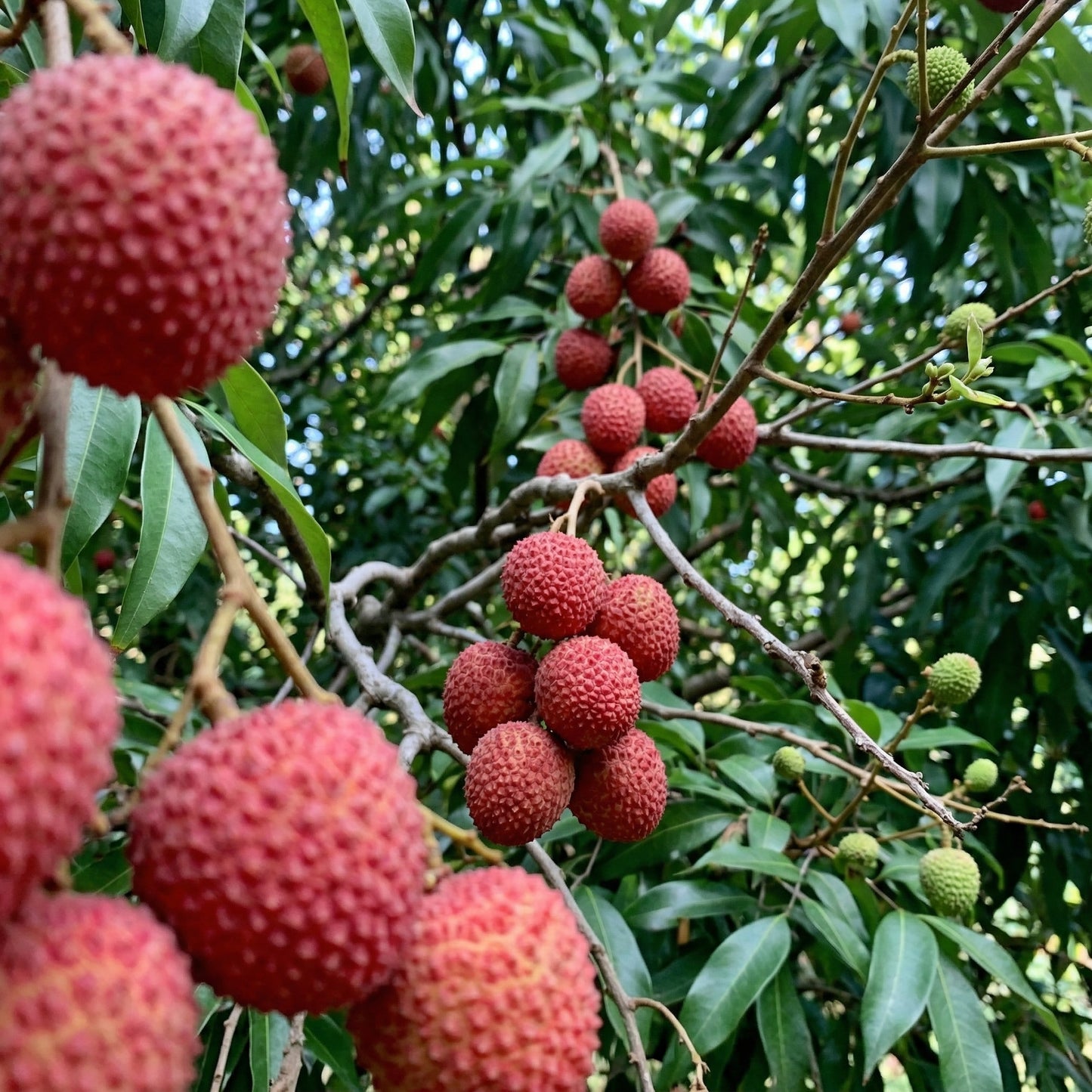 Lychee Seeds – Tropical Litchi Fruit Tree Seeds for Outdoor Planting