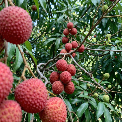 Lychee Seeds – Tropical Litchi Fruit Tree Seeds for Outdoor Planting
