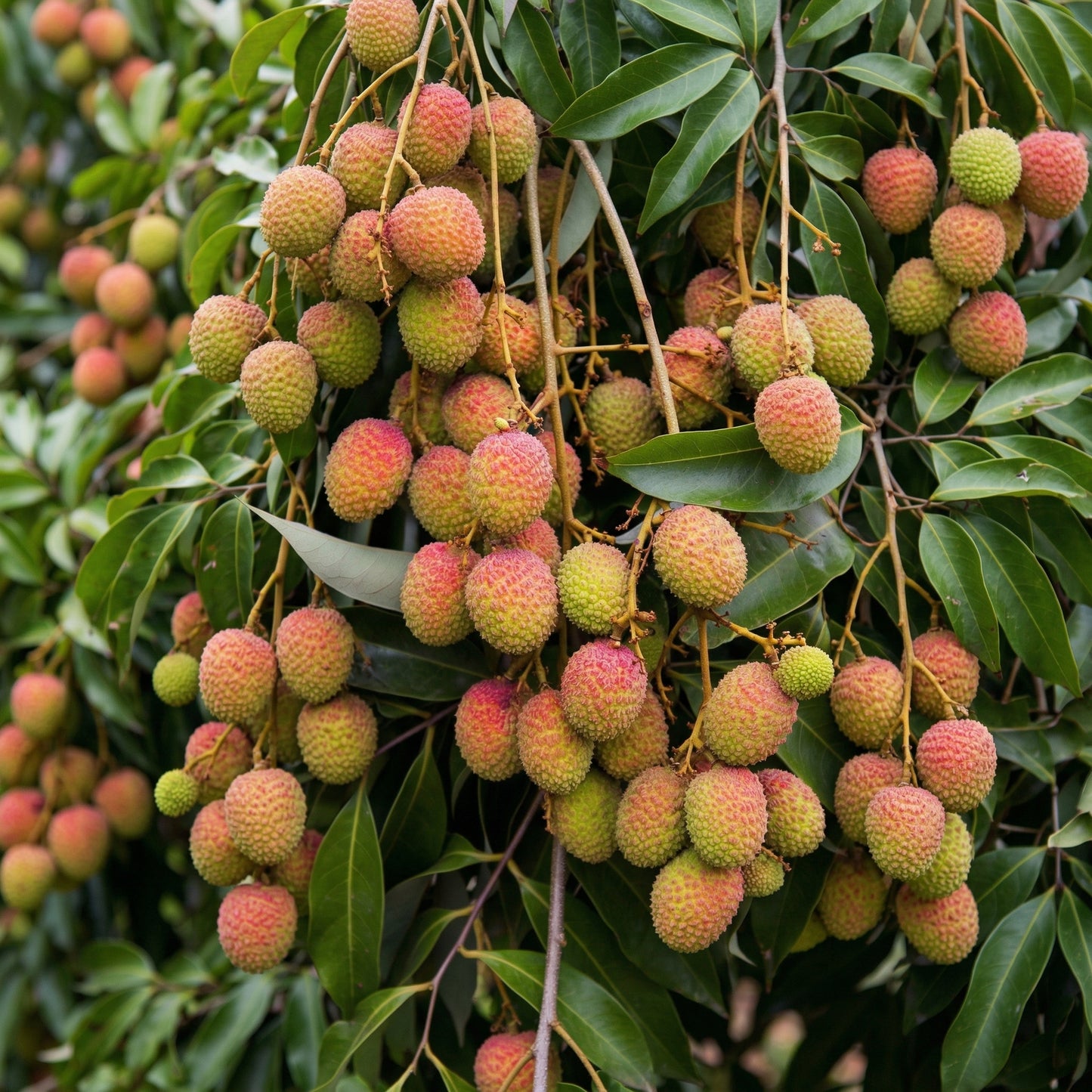 Lychee Seeds – Tropical Litchi Fruit Tree Seeds for Outdoor Planting