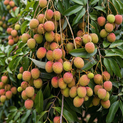 Lychee Seeds – Tropical Litchi Fruit Tree Seeds for Outdoor Planting