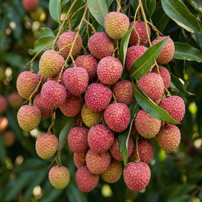 Lychee Seeds – Tropical Litchi Fruit Tree Seeds for Outdoor Planting