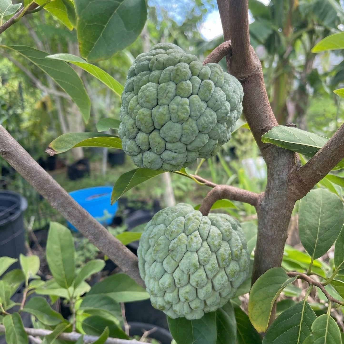 Sugar Apple Seeds Annona squamosa – Custard Apple Tropical Fruit Seeds