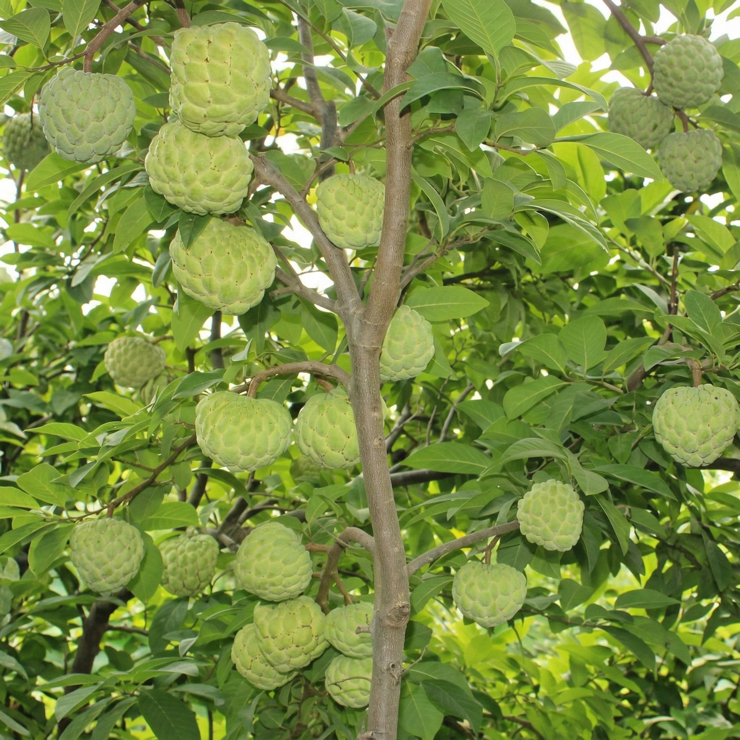 Sugar Apple Seeds Annona squamosa – Custard Apple Tropical Fruit Seeds