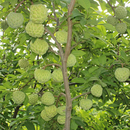 Sugar Apple Seeds Annona squamosa – Custard Apple Tropical Fruit Seeds