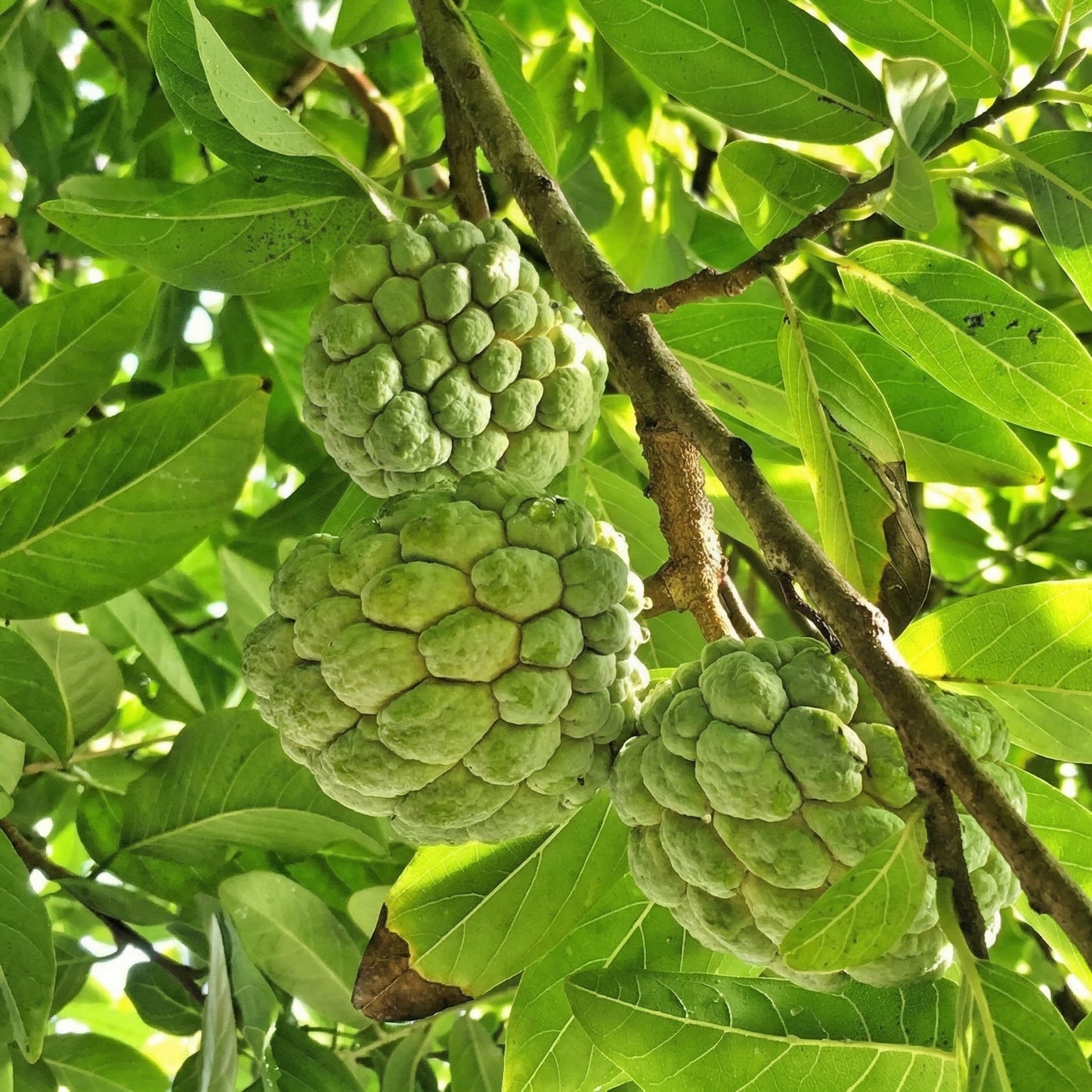 Sugar Apple Seeds Annona squamosa – Custard Apple Tropical Fruit Seeds