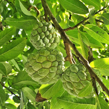 Sugar Apple Seeds Annona squamosa – Custard Apple Tropical Fruit Seeds