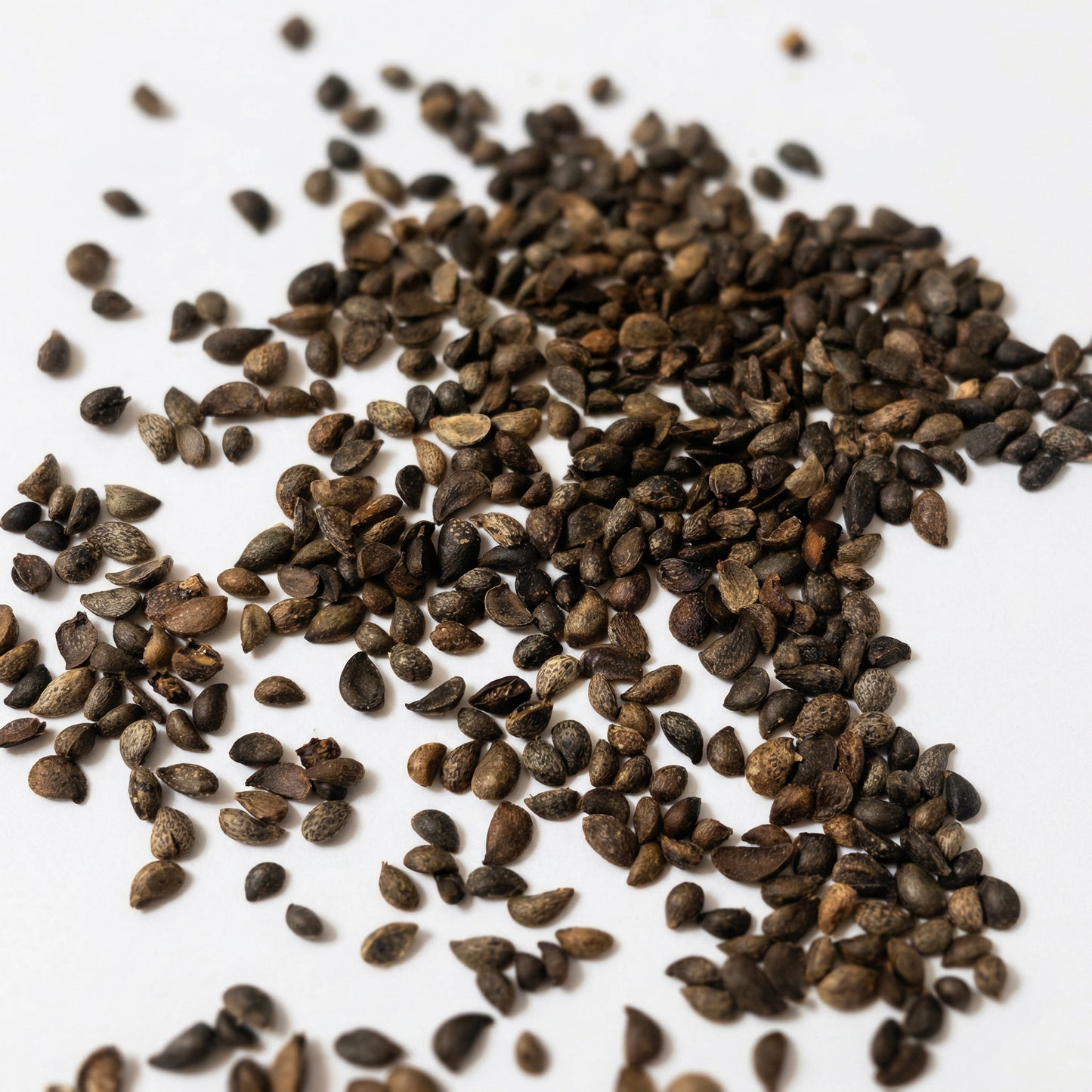 Pear Seeds for Planting – Heirloom Pear Tree Seeds for Home Gardens