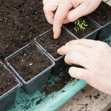 Pear Seeds for Planting – Heirloom Pear Tree Seeds for Home Gardens