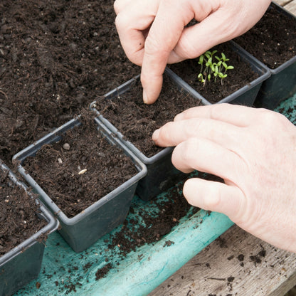 Pear Seeds for Planting – Heirloom Pear Tree Seeds for Home Gardens