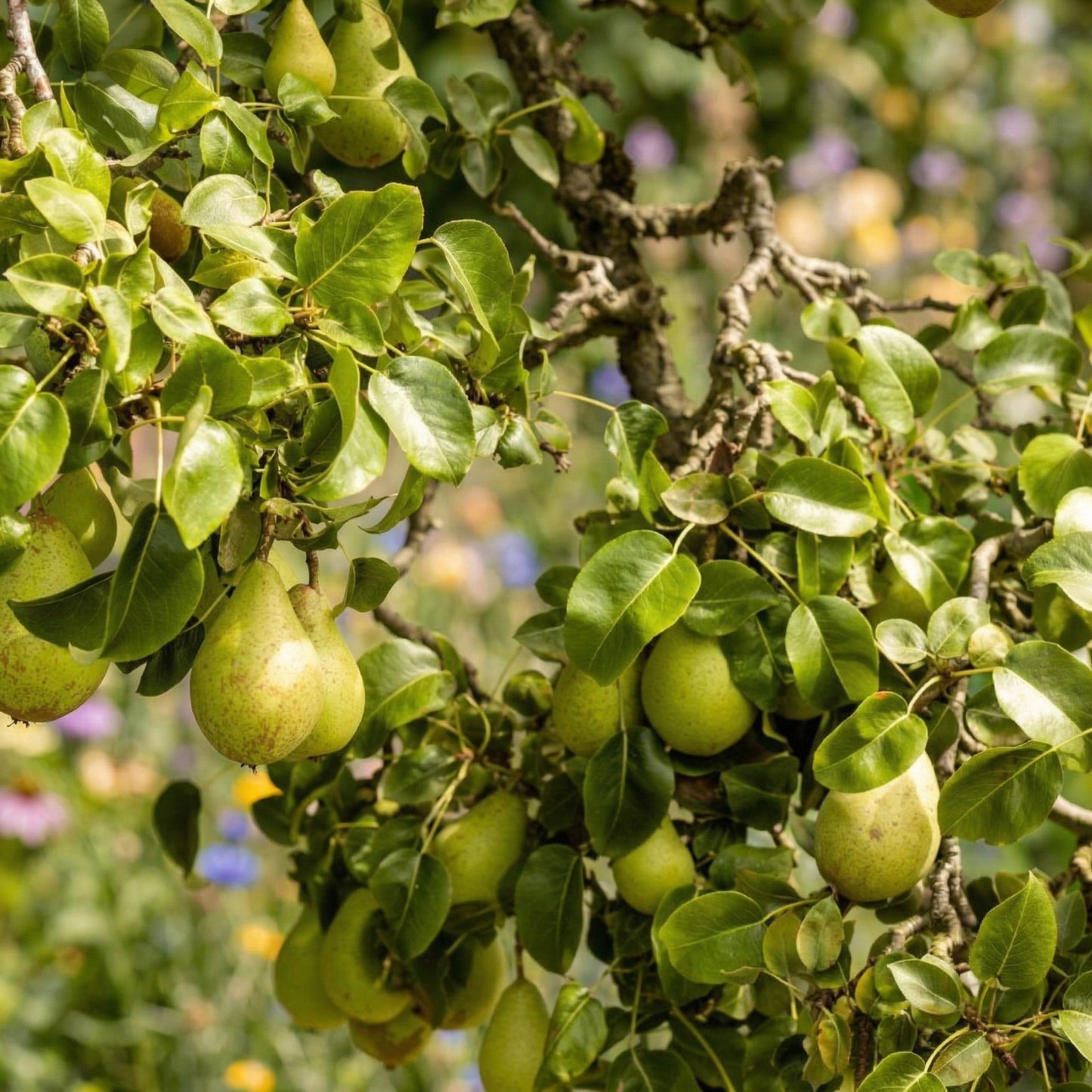 Pear Seeds for Planting – Heirloom Pear Tree Seeds for Home Gardens