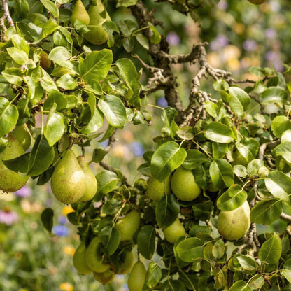Pear Seeds for Planting – Heirloom Pear Tree Seeds for Home Gardens