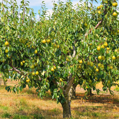 Pear Seeds for Planting – Heirloom Pear Tree Seeds for Home Gardens