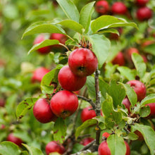 Apple Tree Seeds – Honey Crisp Malus Fruit Tree & Bonsai Seeds